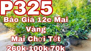 Mai vàng chơi tết p325 | 0706938527 Quế Anh | Báo Giá 12c Mai Vàng _ Mai Chơi Tết - 260k - 100k 70k