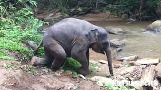 พาหมูอ้วนมาเล่นน้ำ