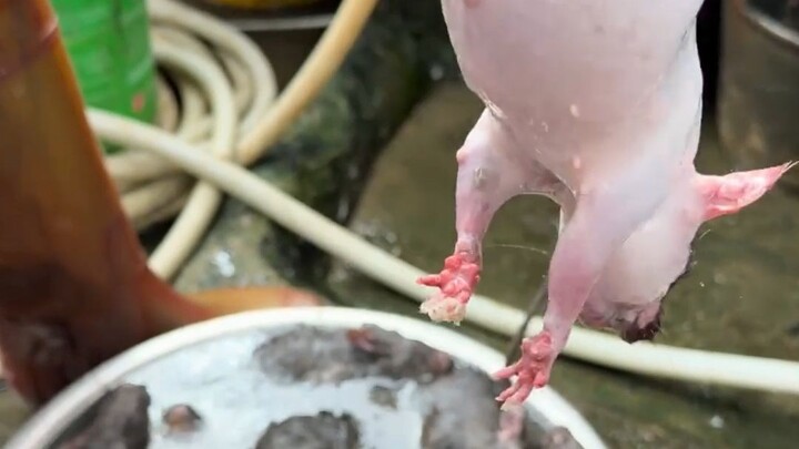 Orang Guangdong memang makan enak banget, ya!