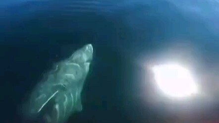The Greenland shark, the world’s loneliest creature...