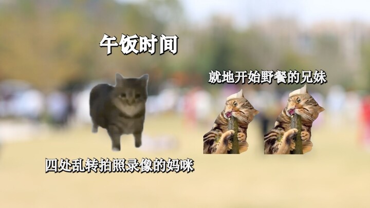 [Comic Con Vlog but with Cat Memes] About a Comic Con Held Right Outside My Door (?)