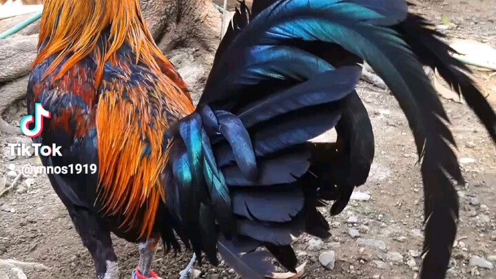 melsim x peruvian carmelo
