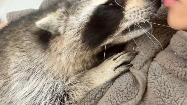 The ending is really…… #Funny #Raccoon