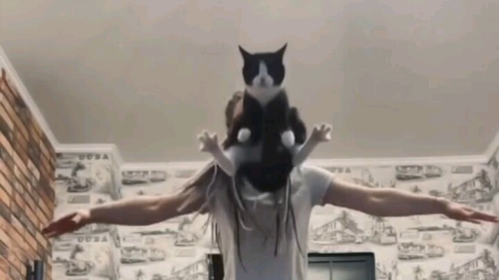 "جائزة سلوك قطط المستوى الكامل 2"