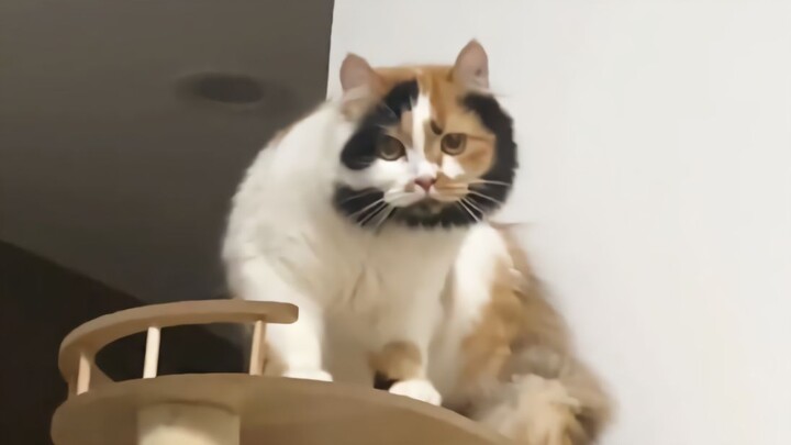 Hidup itu lucu, kucing itu aneh ~