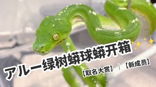 新成员宠物蛇｜终于有神仙颜值绿树蟒啦！！！（帕瓦+球蟒开箱）