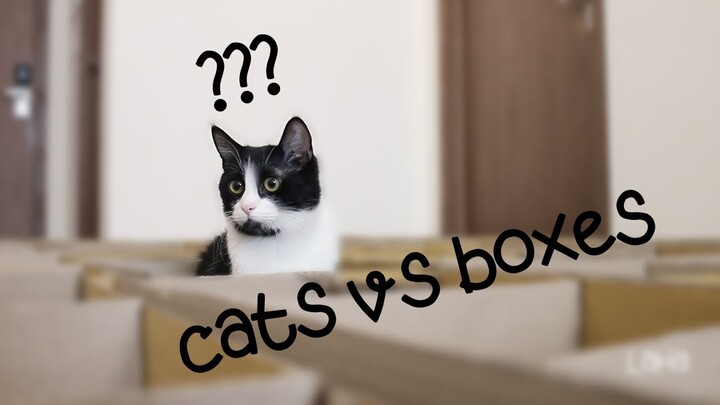 cats vs boxes ( LaHa vs thùng giấy )