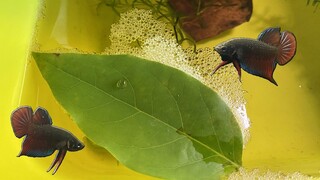 รัดแล้วไข่แล้วสายพัฒนาชนสายพัฒนาสไตล์korattv