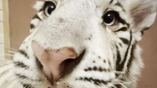 Setiap potong daging adalah hakku, sang Raja Harimau!
