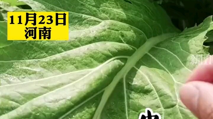 สาวเจอหนอนบนผักในสวนตัวเอง คิดจะจับไป “ขอข้าว” บ้านข้างๆ แต่ถูกจับได้คาหนังคาเขา!