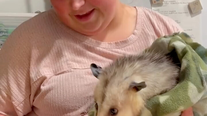 The dog brought back a fainted opossum and unexpectedly discovered it was pregnant; after both mothe
