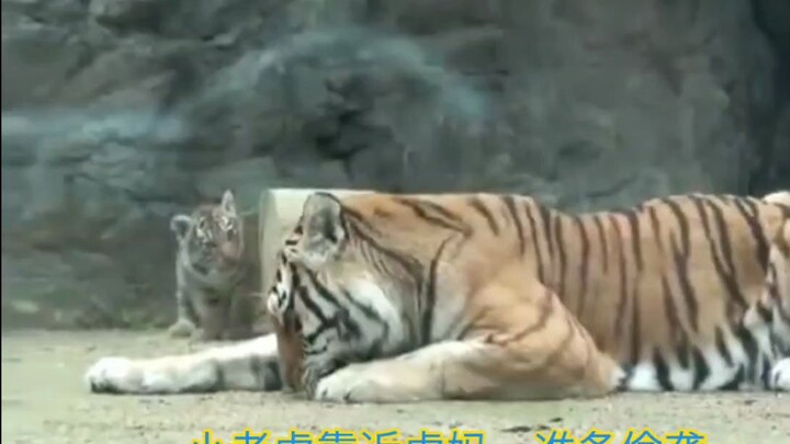 A cute little tiger ambushes its mother, gets picked up in her mouth, and the tigress takes the oppo