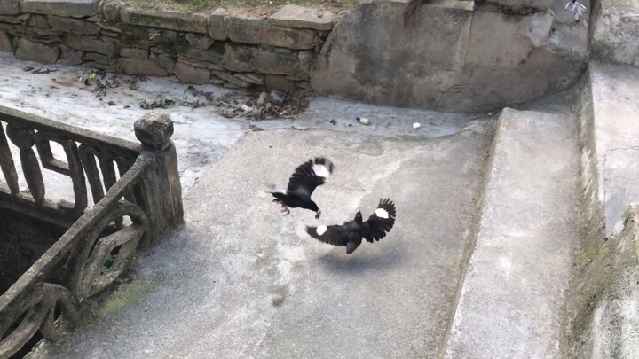เจ้าของหาแฟนให้สัตว์เลี้ยงแสนรัก แต่กลับพบว่ามันโสดเพราะความสามารถล้วนๆ!