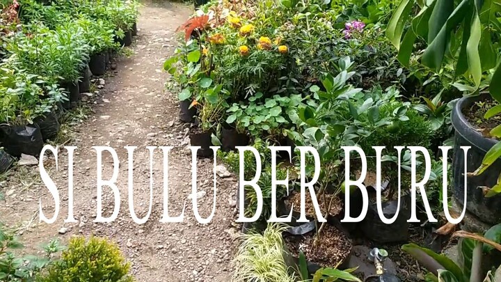 SI BULU BER BURU