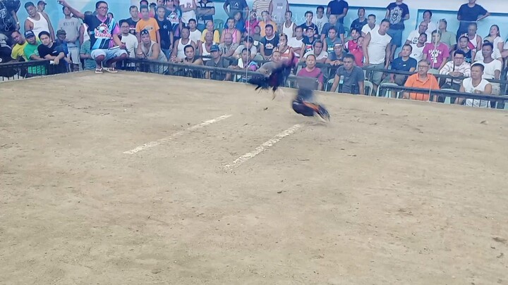 tagalogin vs mistisong manok