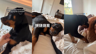 再给我挠会儿嘛🥺🥺