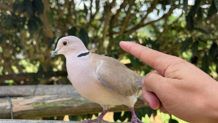 ทุกวันต้องออกไปตามหาพวกมัน เหมือนว่าพวกมันยังอยู่กันดี