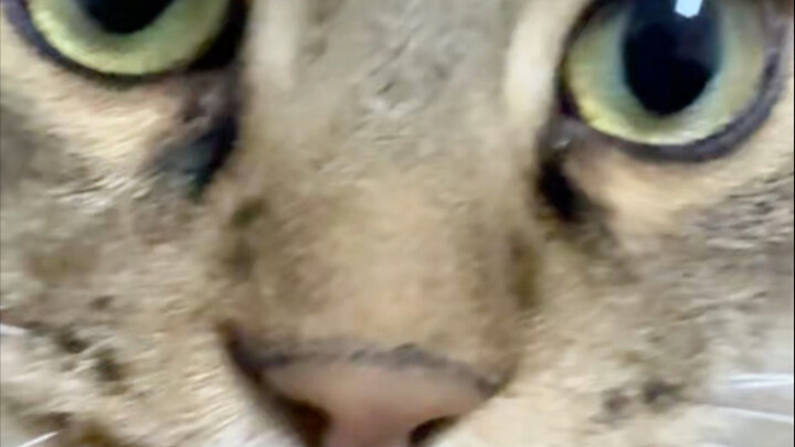 Tại sao lại có chú mèo độc ác đến thế?