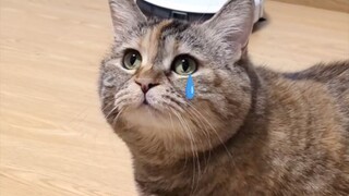 Kucing: Aku hanya berpura-pura lewat, bagaimana mungkin kau tidak melihatnya!