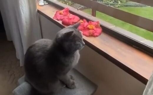 The flower-carrying cat has already come to your side!