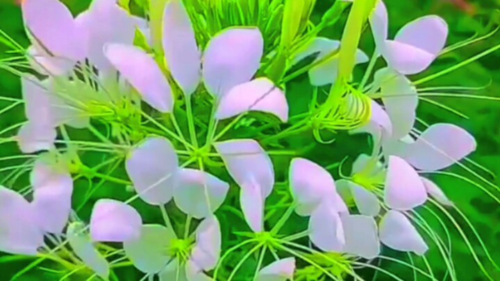 mini vlog nature view ❤️🌾🥀