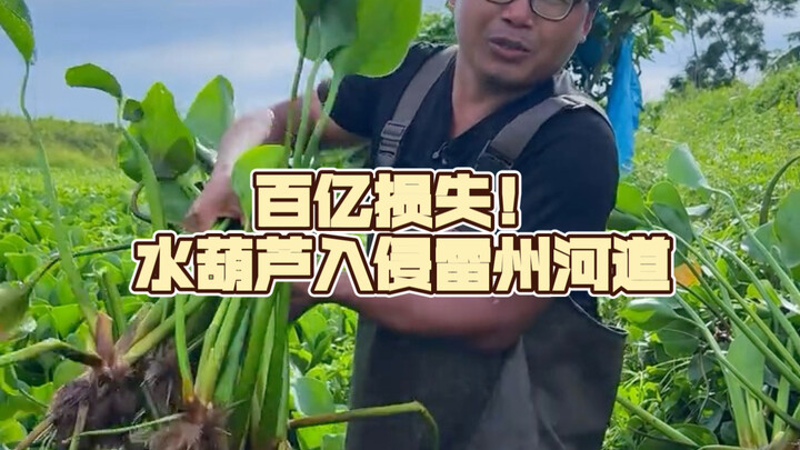 Thiệt hại trăm tỷ! Kênh rạch ở Trạm Giang bị lục bình “nuốt chửng”, chúng tôi đang dọn dẹp bằng tay;