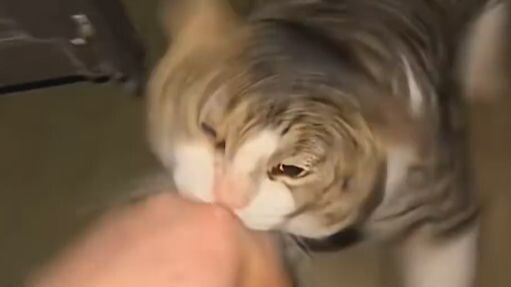 A sweet cat one second, a centenarian the next.