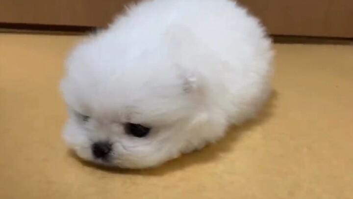 Anak anjing berusia 2 bulan itu sangat lucu~~~