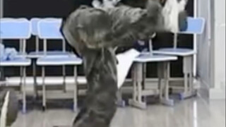 主唱爆改ACE 有他sdfj你就偷着乐吧！！