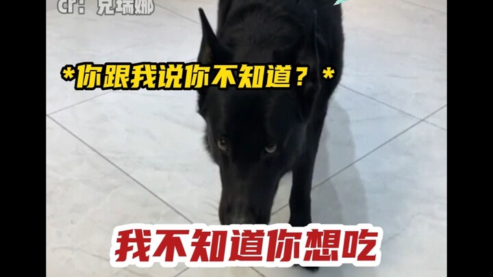 หมา: ใจสลาย... ความใจสลายที่แท้จริงไม่ใช่การทะเลาะกันเสียงดังหรอก...