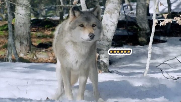 Slava at the start: Thanks for thinking so highly of me~ Slava spotting prey: You really overestimat