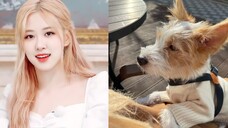 ROSÉ รับสัตว์เลี้ยงตัวใหม่มาเลี้ยง: แฮงค์ มาที่นี่เพื่อทักทายทุกคน! - -