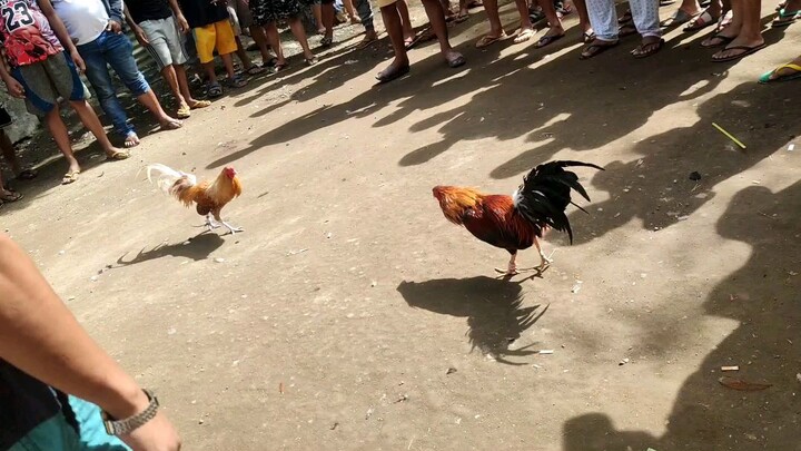 Sweater line natin mga boss win nanaman Tayoo Last Fight nya