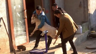 Huanong Brothers: The weather is nice today, let's catch and weigh all the animals we can.