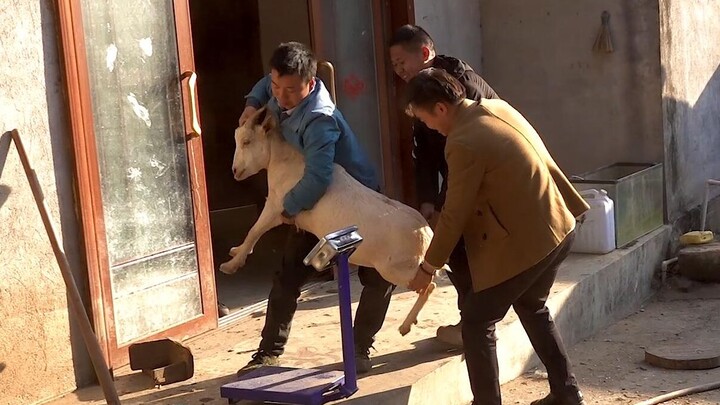 Huanong Brothers: The weather is nice today, let's catch and weigh all the animals we can.