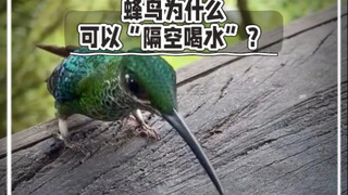 لماذا تستطيع طيور الطنان أن تشرب الماء "عن بُعد"؟