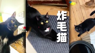 听到屁声就会炸毛的猫咪！