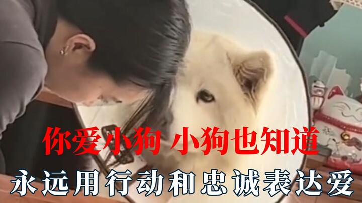 你爱小狗小狗知道，用行动和忠诚表达爱