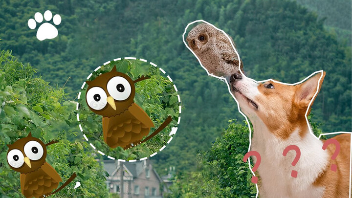 Corgi Menemukan Seekor Burung Hantu