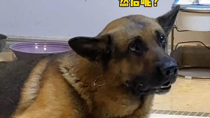 I declare it! The German Shepherd is the best little dog in the world!