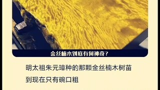 金丝楠木到底有何神奇之处？