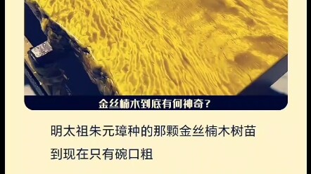 金丝楠木到底有何神奇之处？