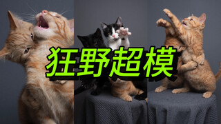 تصوير جلسة تصوير رائعة للقطط الصغيرة البرية!