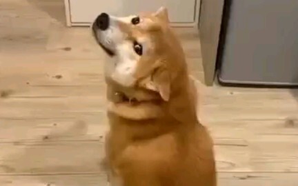 Dù ở bất kỳ góc nhìn nào, đôi mắt của Chai Chai cũng luôn hướng về bạn.