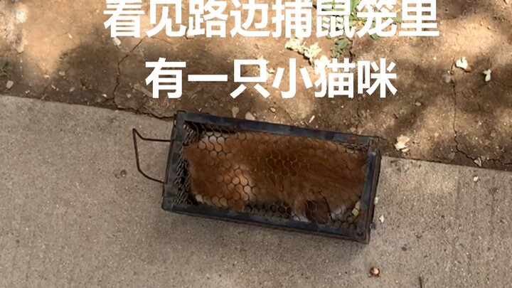 هناك قطة صغيرة في قفص صيد الفئران على جانب الطريق، مسكينة جدًا، اشتريتها مقابل 30 يوان.