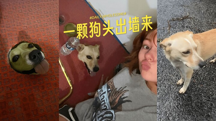 Sebuah kepala anjing tiba-tiba muncul dari bawah lantai rumah 🐶