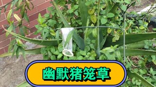 高空抛物之幽默猪笼草