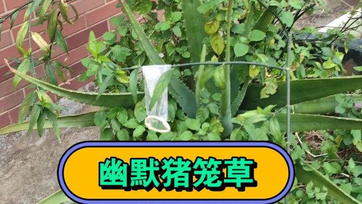 高空抛物之幽默猪笼草