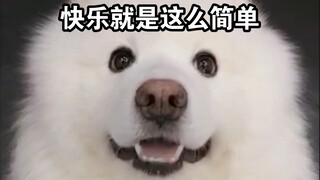 What is happiness? Let the little doggy tell you!