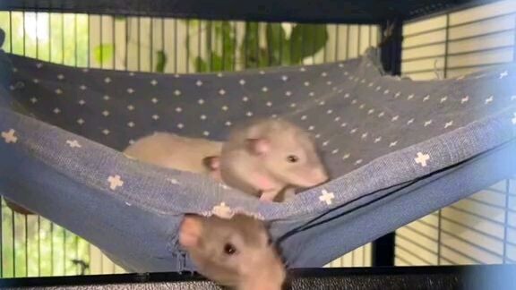 Parang gusto ko nlng magalaga ng mouse HAHAHA